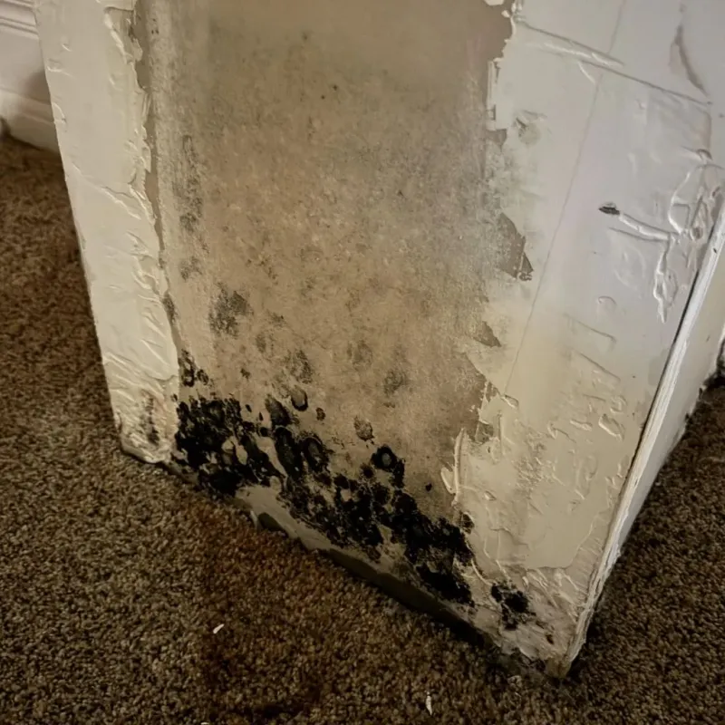 Professional Mold Removal in Channelview, TX
